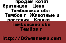 продам котят британцев › Цена ­ 2 500 - Тамбовская обл., Тамбов г. Животные и растения » Кошки   . Тамбовская обл.,Тамбов г.